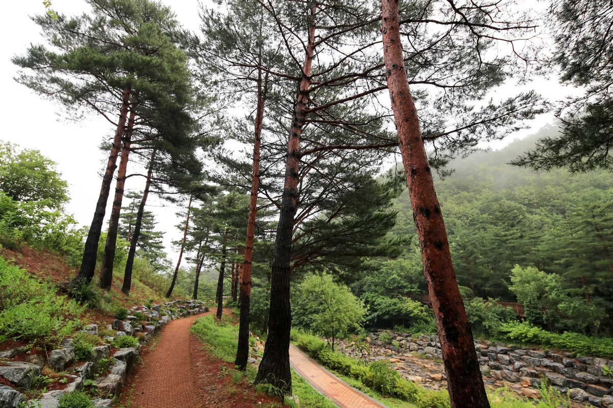 강릉솔향수목원 - 강릉여행 여행