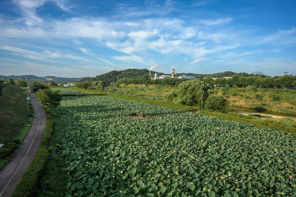 조천변벚꽃길전망대 - 조치원여행 여행