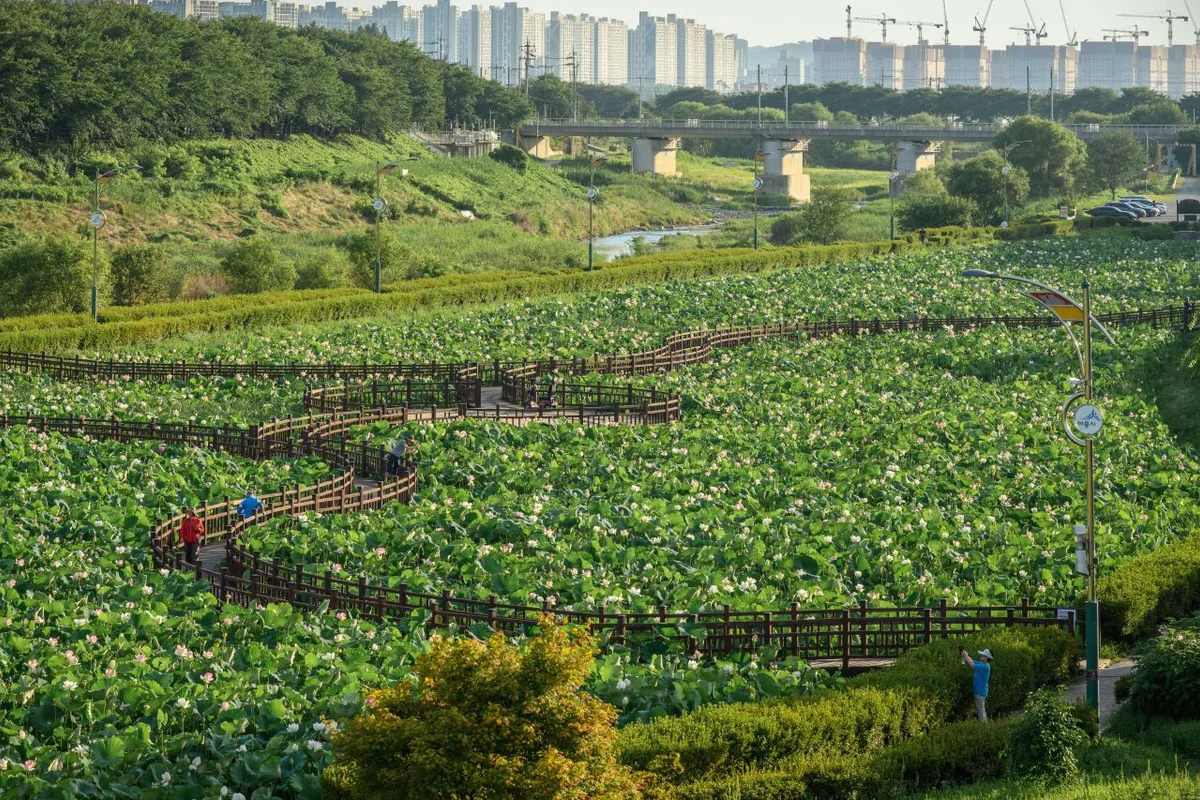 조천변 벚꽃길전망대 - 조치원 여행