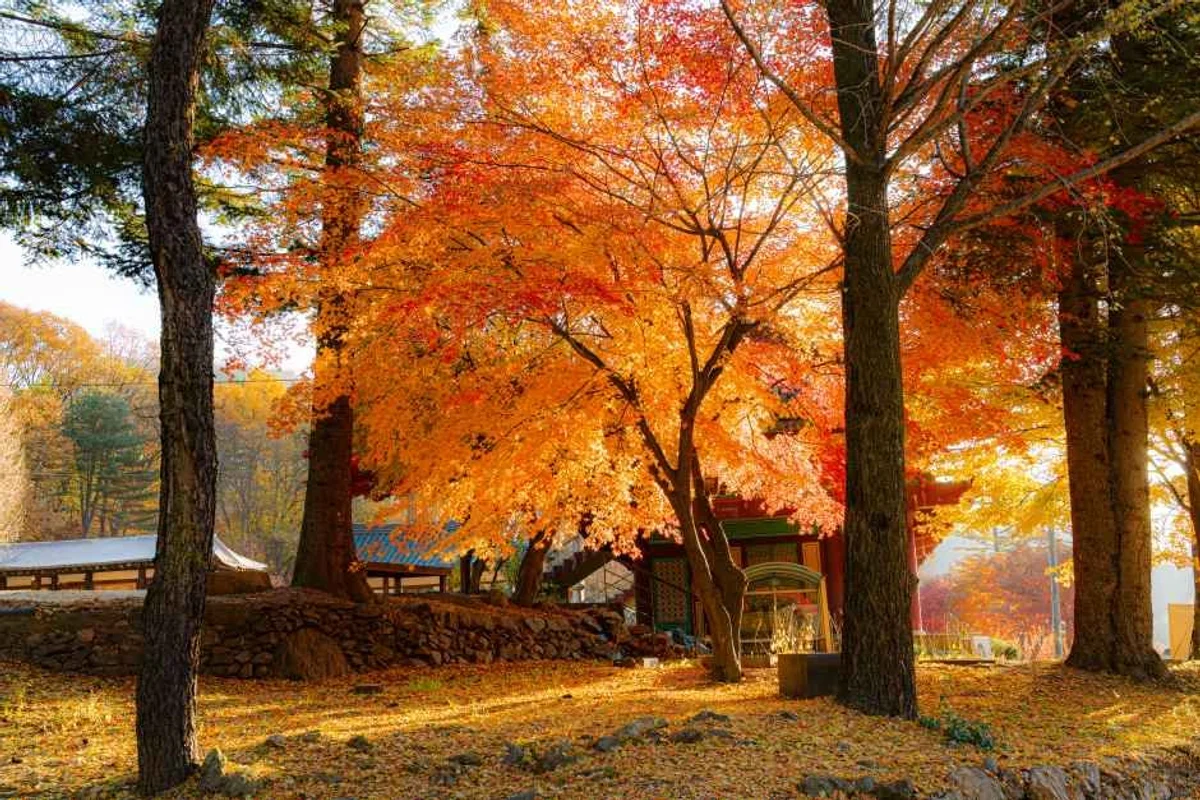 양주 회암사지 - 양주시 반려견 동반 여행