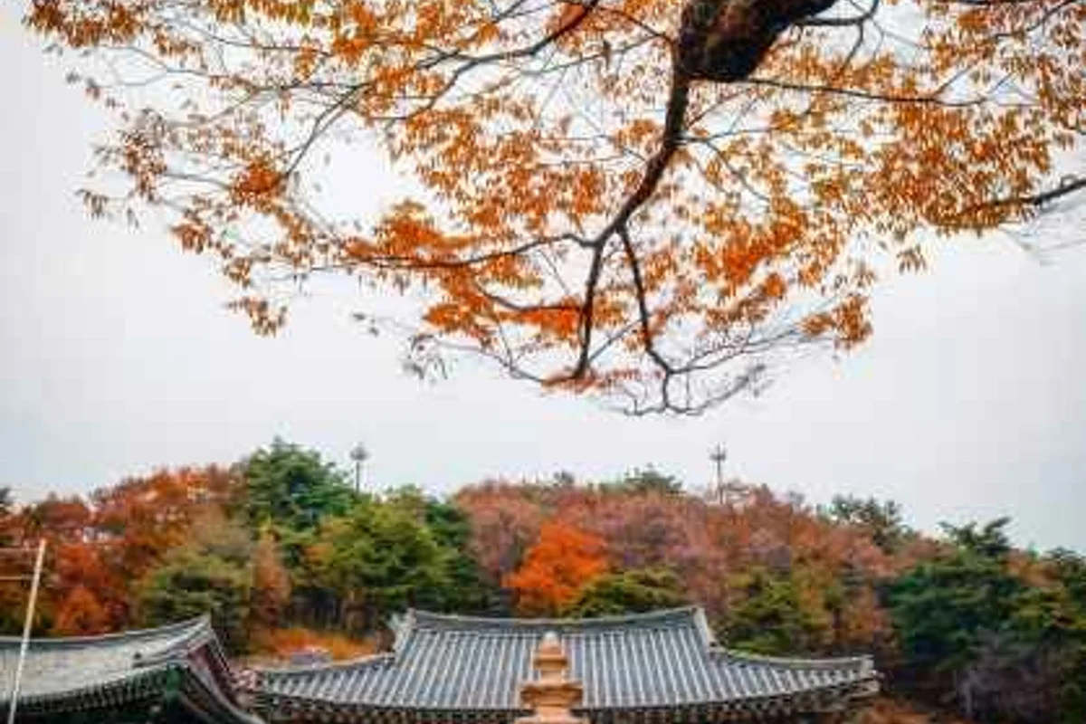 금강보행교 - 세종여행 여행
