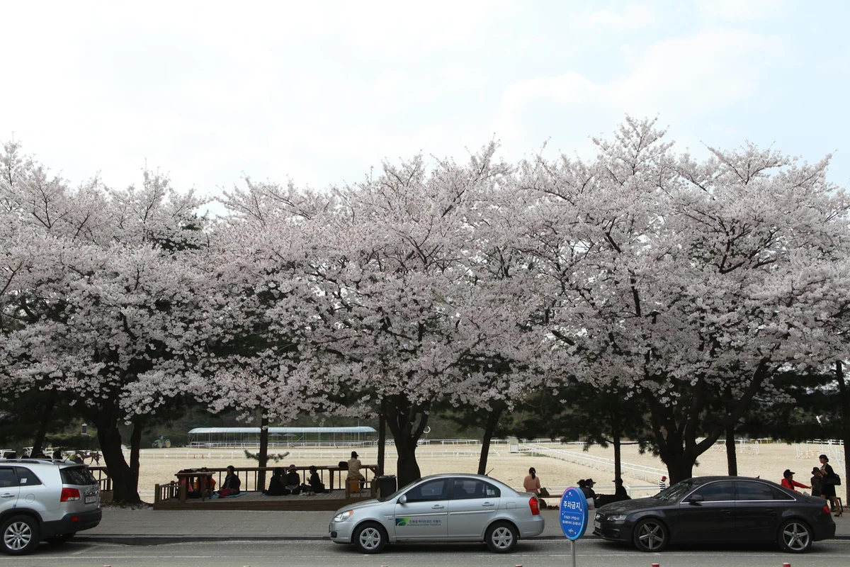 서울 벚꽃 축제 (출처 : 한국관광공사)