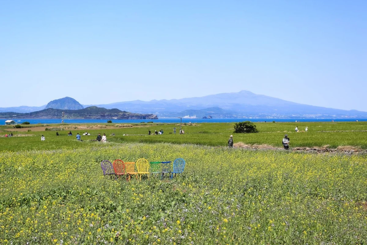 제주 유채꽃 명소 (출처 : 한국관광공사)