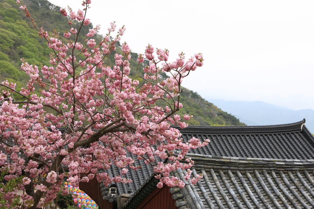 용문사 - 양평여행 여행