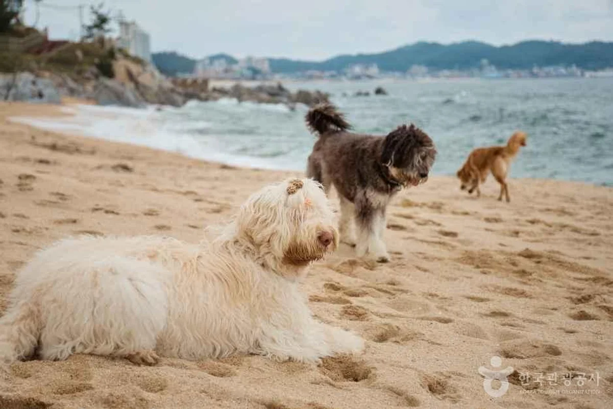 구로 반려견 동반 (출처 : 한국관광공사)