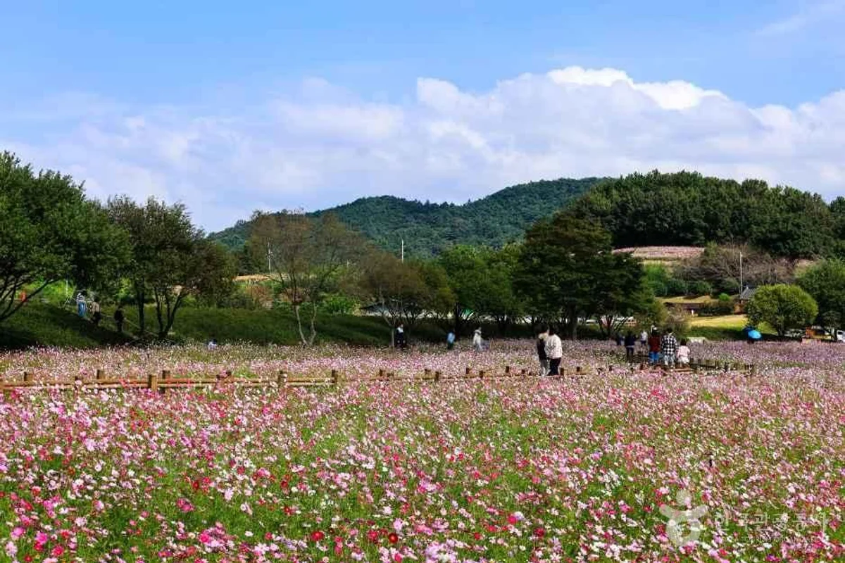 무안 공항 제주 항공 (출처 : 한국관광공사)